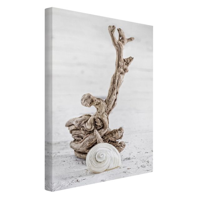 Sea life prints White Snail Shell And Root Wood