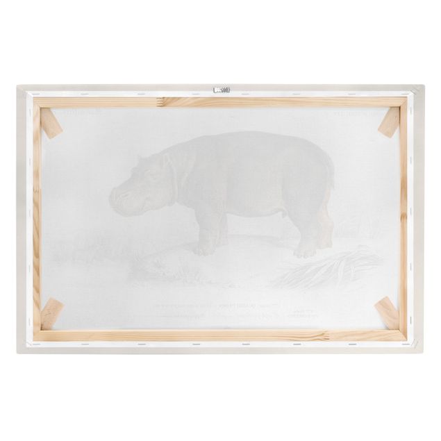 Animal canvas Vintage Board Hippo