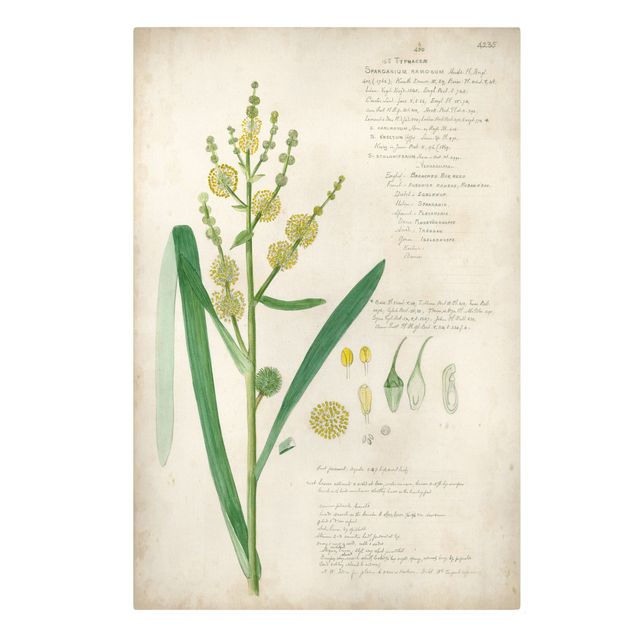 Prints flower Vintage Botany Drawing Grasses IV
