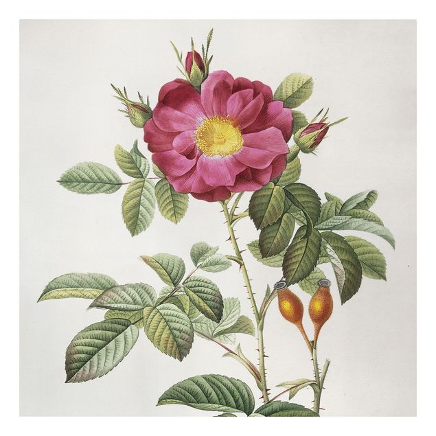 Canvas prints art print Pierre Joseph Redoute - Portland Rose