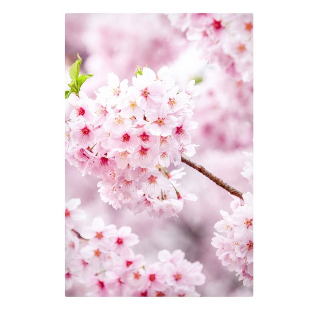Floral prints Japanese Cherry Blossoms