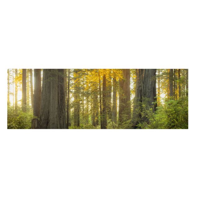 Canvas landscape Redwood National Park