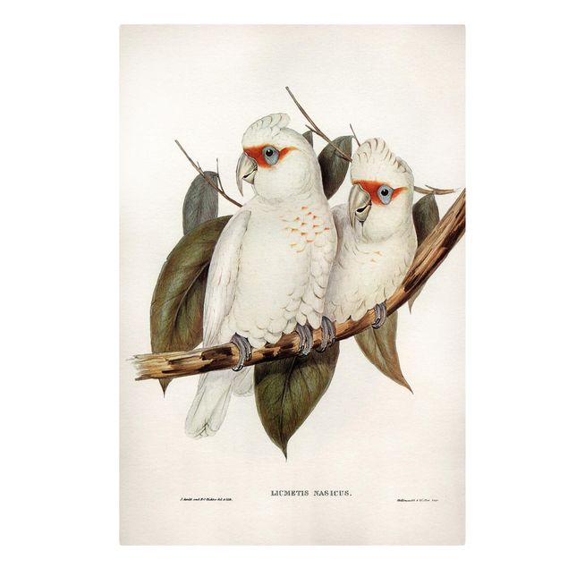 Flower print Vintage Illustration White Cockatoo