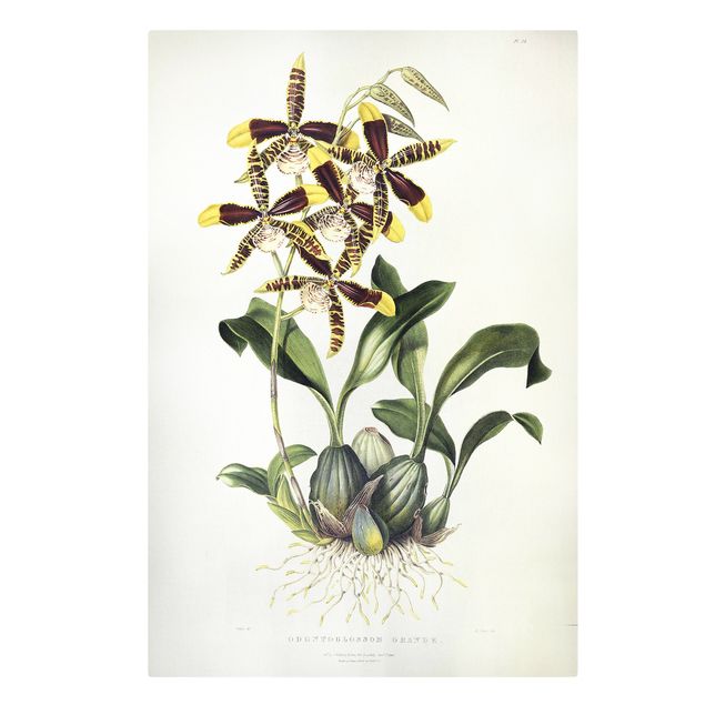 Orchid canvas Maxim Gauci - Orchid II