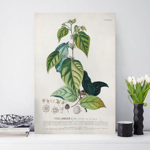 Kitchen Vintage Botanical Illustration Cocoa