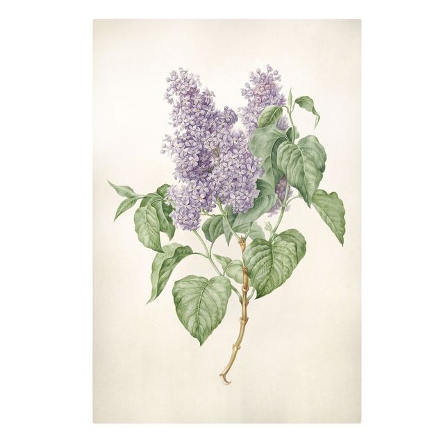 Prints vintage Maria Geertruyd Barber-Snabilie - Lilac