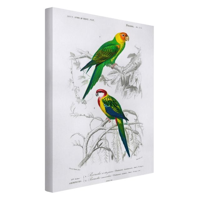 Animal wall art Vintage Wall Chart Two Parrots Green Red