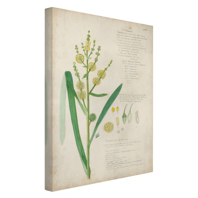 Flower print Vintage Botany Drawing Grasses IV