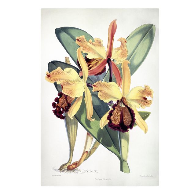 Art posters Walter Hood Fitch - Orchid