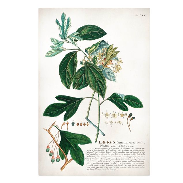 Canvas prints spices and herbs Vintage Botanical Illustration Laurel