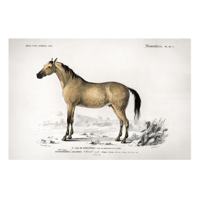 Prints animals Vintage Board Horse