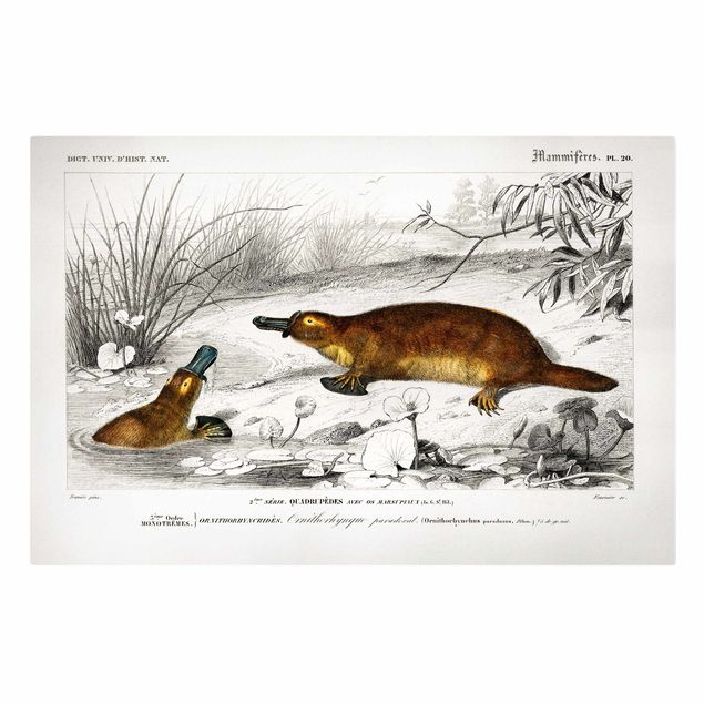 Animal canvas Vintage Board Platypus