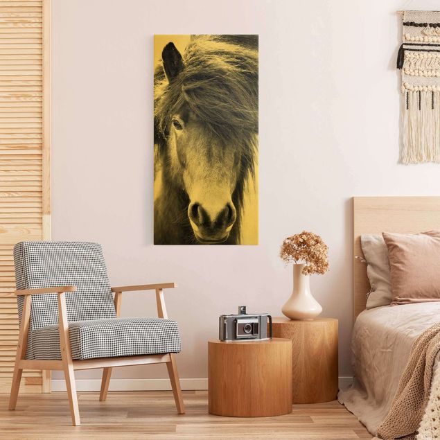 Horse canvas wall art Icelandic Horse In Black And White
