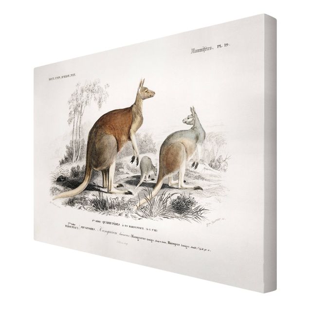 Retro photo prints Vintage Board Kangaroo