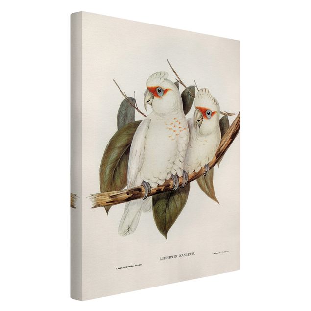 Prints animals Vintage Illustration White Cockatoo