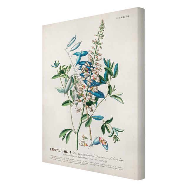 Prints Vintage Botanical Illustration Legumes