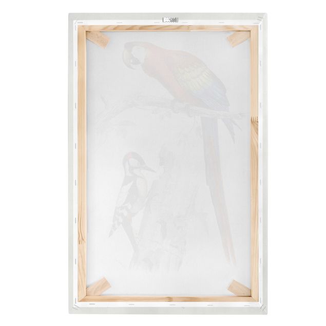 Red print Vintage Board Parrot Red Blue