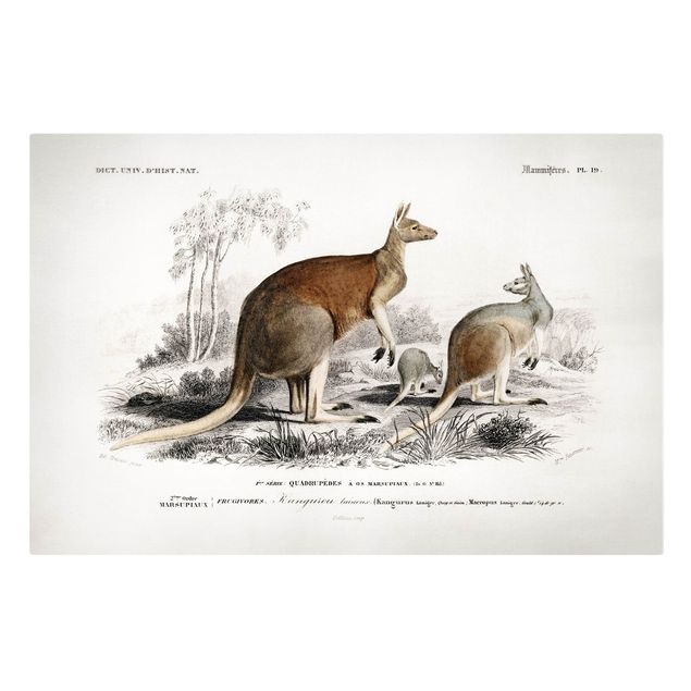 Animal canvas Vintage Board Kangaroo
