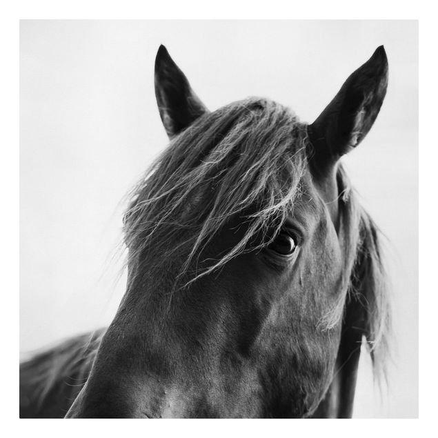 Canvas prints art print Curious Horse