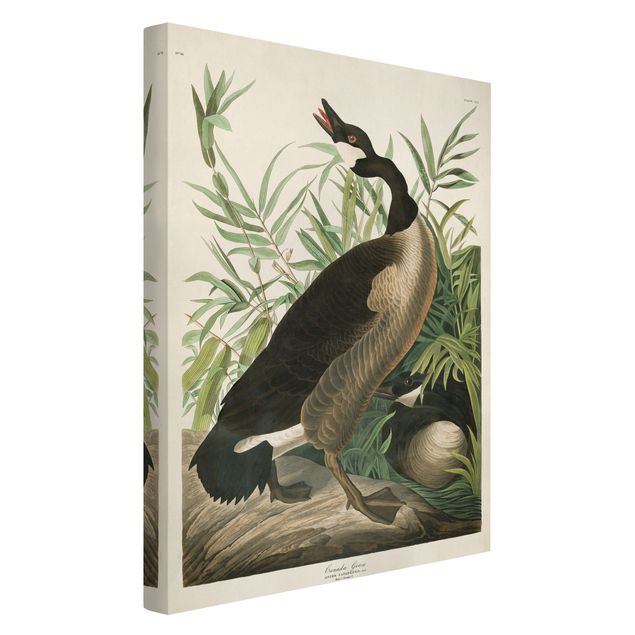 Prints animals Vintage Board Canada Goose
