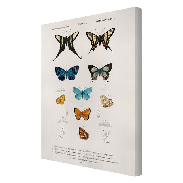 Retro photo prints Vintage Board Butterflies I