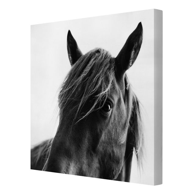 Black and white canvas art Curious Horse