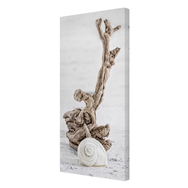 Canvas prints art print White Snail Shell And Root Wood
