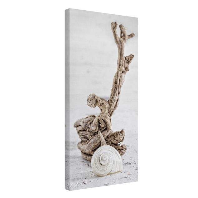 Sea life prints White Snail Shell And Root Wood