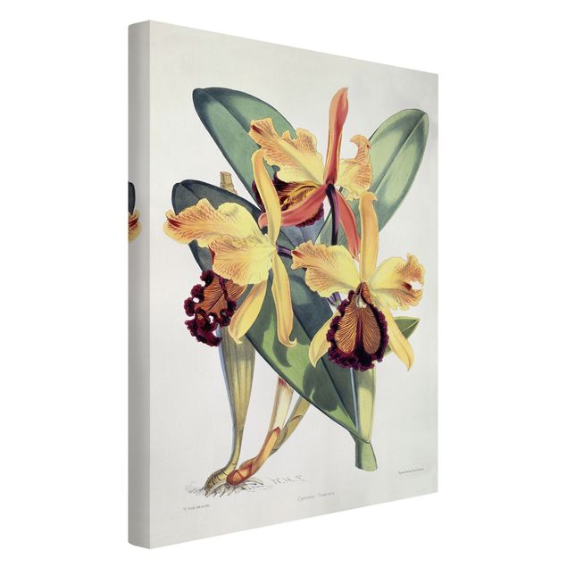 Orchid pictures on canvas Walter Hood Fitch - Orchid