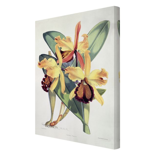 Canvas prints art print Walter Hood Fitch - Orchid