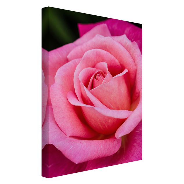 Canvas art prints Pink Rose Flowers Green Backdrop
