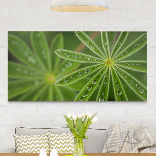 Canvas prints grasses Morning Dew On Lupine Leaves
