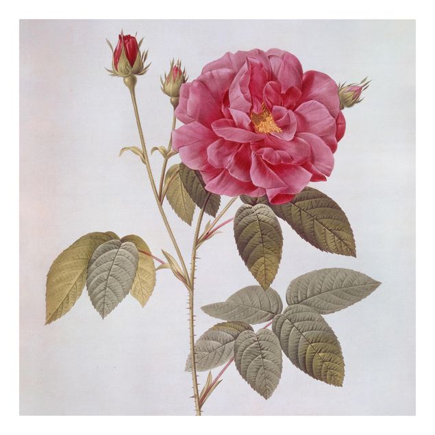 Canvas art Pierre Joseph Redoute - Apothecary's Rose