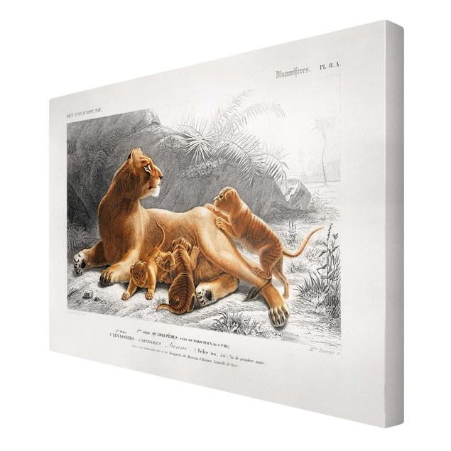 Cat canvas Vintage Board Lioness And Lion Cubs