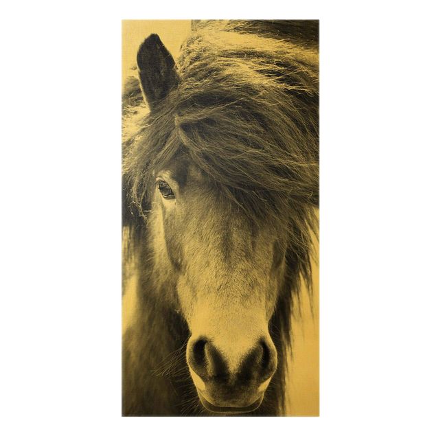 Contemporary art prints Icelandic Horse In Black And White