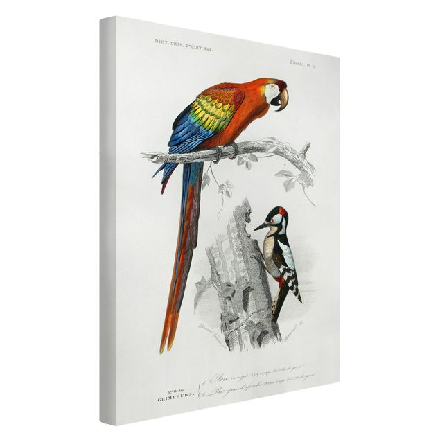 Animal wall art Vintage Board Parrot Red Blue