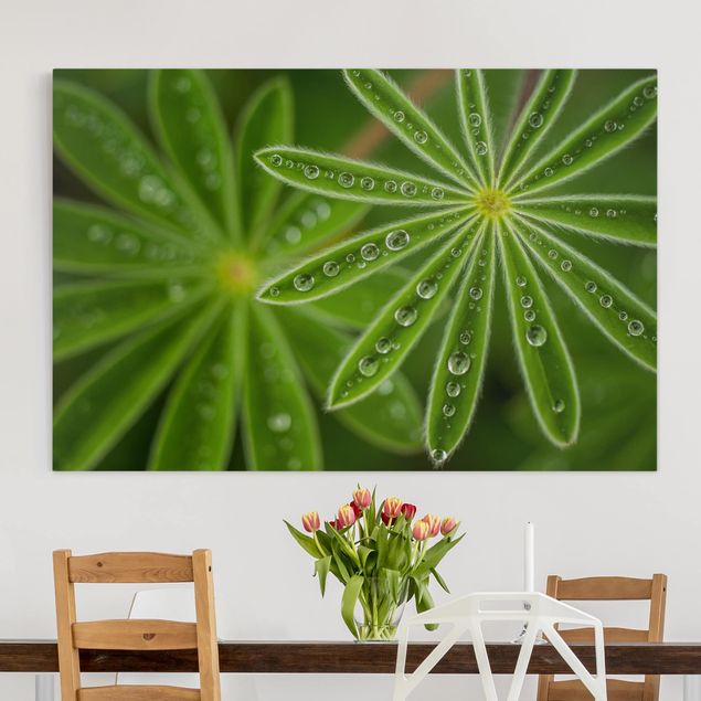 Canvas prints grasses Morning Dew On Lupine Leaves