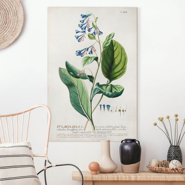 Kitchen Vintage Botanical Illustration Lungwort