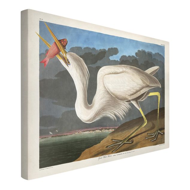 Canvas birds Vintage Board Great White Egret