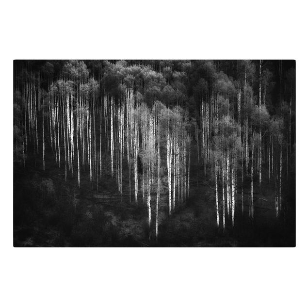 Contemporary art prints Birch Forest In Aspen