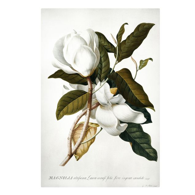 Flower print Georg Dionysius Ehret - Magnolia