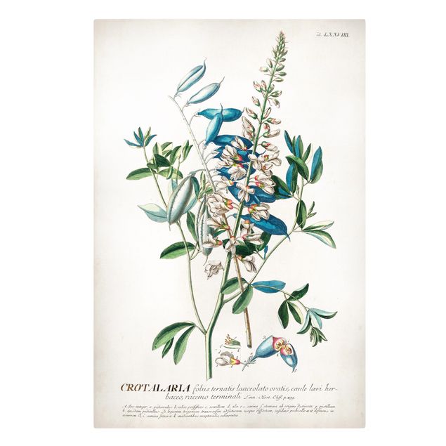 Prints blue Vintage Botanical Illustration Legumes