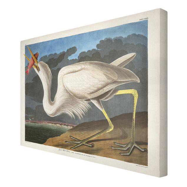 Prints animals Vintage Board Great White Egret