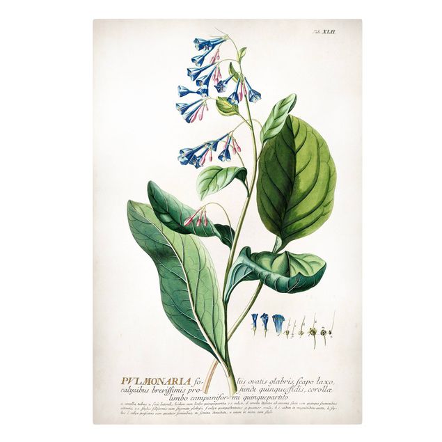 Spices canvas Vintage Botanical Illustration Lungwort