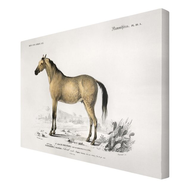 Retro prints Vintage Board Horse