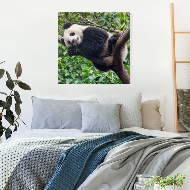 Landscape canvas prints Sleeping Panda On Tree Branch