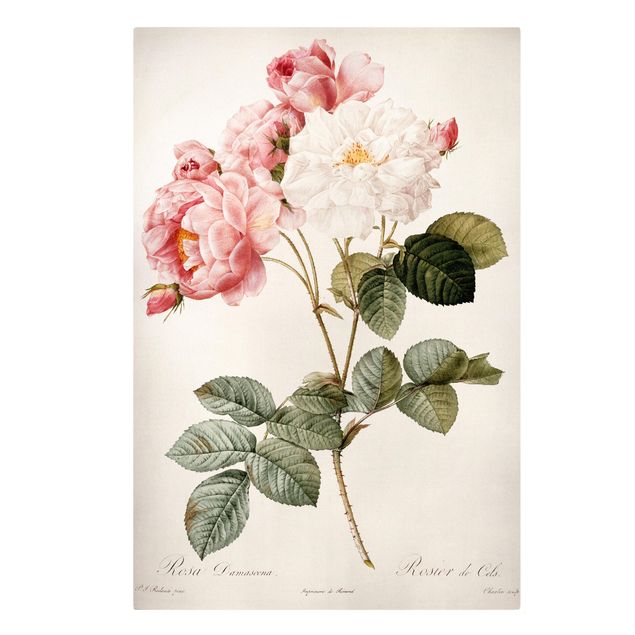 Canvas prints art print Pierre Joseph Redoute - Pink Damascena