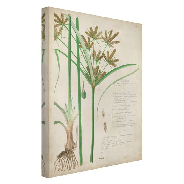 Floral canvas Vintage Botany Drawing Grasses I