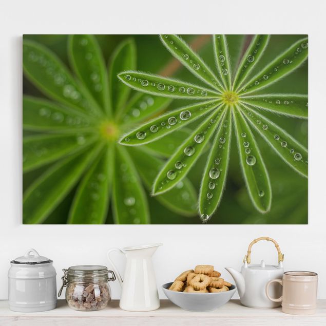 Kitchen Morning Dew On Lupine Leaves