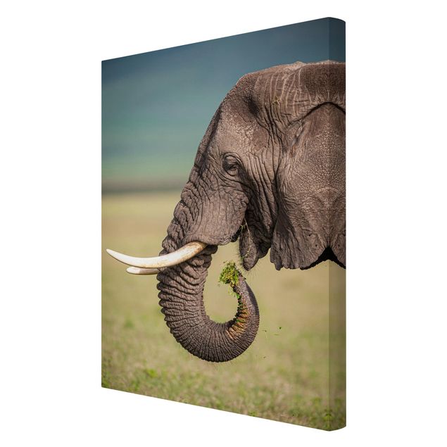 Prints modern Feeding Elephants In Africa